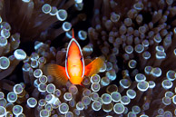 Anemonefish / Anilao, Batangas, Philippines: Anemonefish