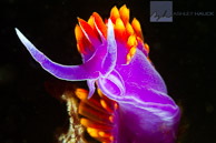 Spanish Shawl / Sea of Cortez, Mexico: Spanish Shawl (Flabellina iodinea) nudibranch