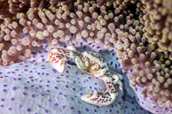 Porcelain crab / Anilao, Batangas, Philippines: Porcelain crab in anemone