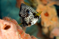 Smooth Trunkfish / Curaçao, Netherlands Antilles: Smooth Trunkfish (Rhinesomus triqueter)