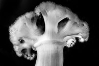 Eureka Metridium in Black and White / Huntington Beach, California: White Plumose Anemone (Metridium farcimen) on Eureka oil rig