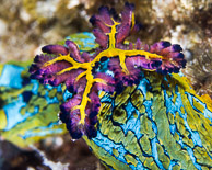 Tambja Gills / Sea of Cortez, Mexico: The gills of a Tambja nudibranch