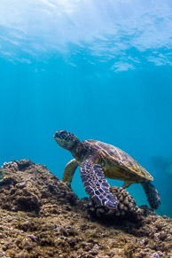 Green Sea Turtle / Haleiwa, Hawaii: A green sea turtle off Laniakea Beach on Oahu's north shore.